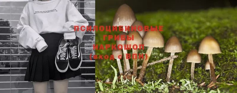 Галлюциногенные грибы Psilocybe  Краснозаводск 